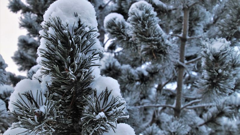 Które ozdoby na święta do lokalu mieszkalnego? Sprawdź choinki