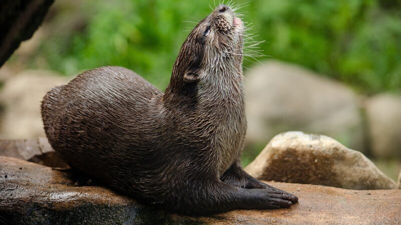 Elektroniczne odstraszacze – skuteczny sposób na wypłoszenie kun